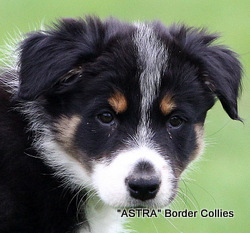 Tricolour Female, medium coat, border collie puppy